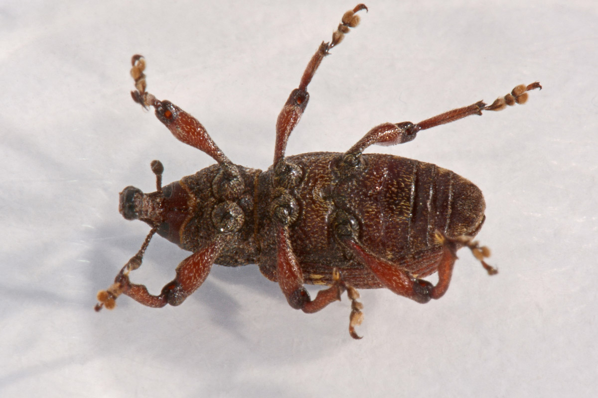 Curculionidae:  Hylobius transversovittatus?  S !